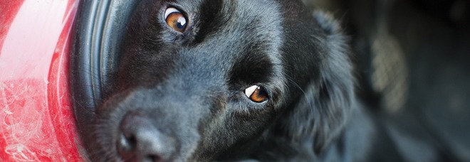 Lascia il cane chiuso in auto
sotto il sole per più di sei ore:
salvato dai poliziotti