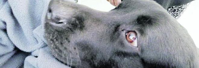Charlie, quattro zampe di gioia per gli anziani Charlie, quattro zampe di gioia per gli anziani