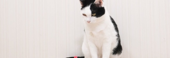 Youtuber giapponese coinvolge i suoi gatti in una colorata cascata di domino - VIDEO Youtuber giapponese coinvolge i suoi gatti in una colorata cascata di domino - VIDEO