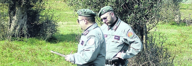 Vendeva alberi di ulivo al mercatino nonostante il divieto Xylella: nei guai Vendeva alberi di ulivo al mercatino nonostante il divieto Xylella: nei guai