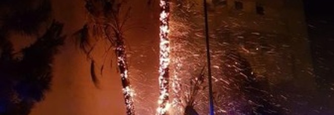 Vanno a fuoco le palme, fiamme sui balconi: paura nel condominio Vanno a fuoco le palme, fiamme sui balconi: paura nel condominio