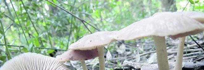 Raccolta funghi, l'incognita dell'Uti Raccolta funghi, l'incognita dell'Uti