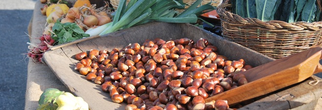 Alberi secolari e tradizione:
castagne e marroni
finalmente ci siamo