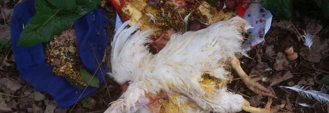 Il pollo sgozzato Il pollo sgozzato