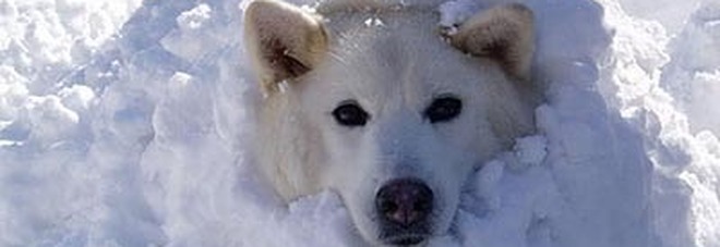 «Fa un freddo cane»: ecco perché si dice così «Fa un freddo cane»: ecco perché si dice così