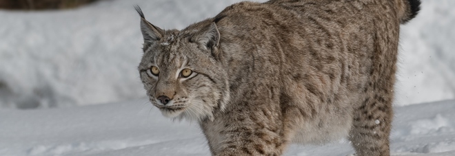 Una lince a Forni di Sopra
