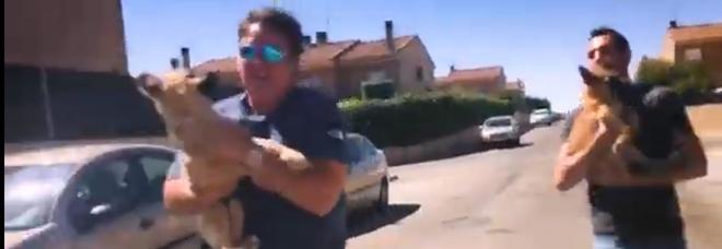 Il veterinario Victor Larkhill rapisce due cagnolini dal padrone violento per dare loro una nuova famiglia