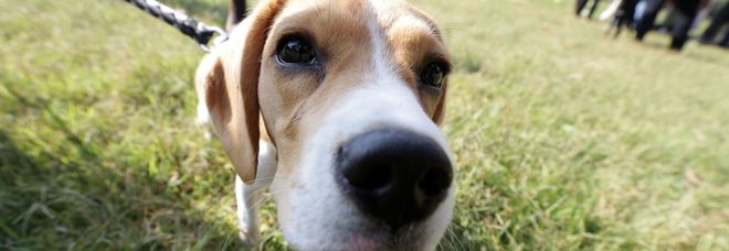 Milano città "bestiale", ok al nuovo Regolamento: dal patentino per i cani pericolosi, ai circhi, alla difesa dei crostacei vivi