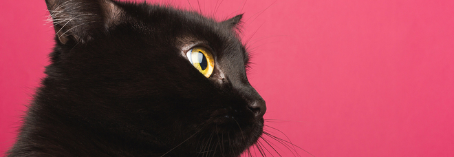Giornata Nazionale del Gatto, gli italiani non badano a spese per il micio: ecco quanto ci costa
