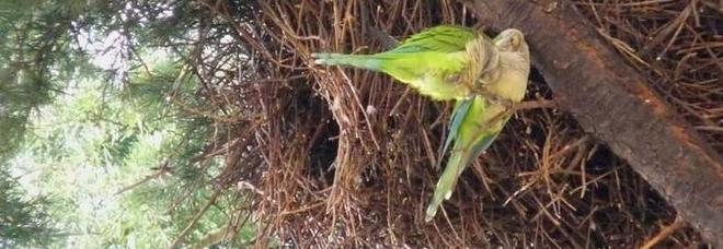 Coldiretti Puglia: la tropicalizzazione causa invasione pappagalli verdi Coldiretti Puglia: la tropicalizzazione causa invasione pappagalli verdi