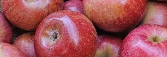 La mela annurca miracolosa per combattere il colesterolo