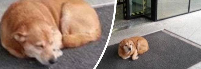 Il padrone è in ospedale, il cane Leo lo aspetta per giorni davanti all'ingresso Il padrone è in ospedale, il cane Leo lo aspetta per giorni davanti all'ingresso