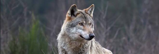 Animali uccisi dai lupi
dalle Marche in arrivo
200mila euro agli allevatori