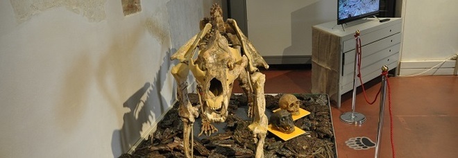Al museo di Santa Corona è esposto lo scheletro di un orso che si è estinto oltre 24 mila anni fa