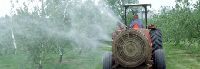 Xylella, dai sindaci stop ai pesticidi:
è rivolta in tutta la Puglia Xylella, dai sindaci stop ai pesticidi:
è rivolta in tutta la Puglia