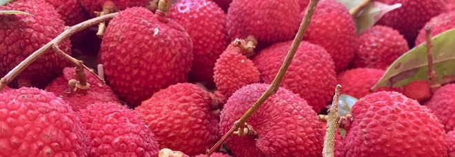 Litchi, 50 bambini morti in India per encefalite acuta: paura per il frutto tropicale Litchi, 50 bambini morti in India per encefalite acuta: paura per il frutto tropicale