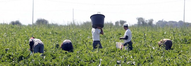 Scoperti e denunciati 317 falsi braccianti: una truffa da due milioni di euro Scoperti e denunciati 317 falsi braccianti: una truffa da due milioni di euro