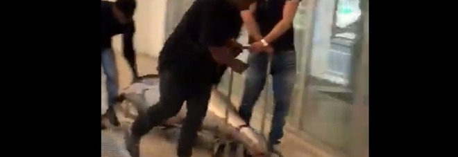Arezzo, tonno trascinato sul pavimento come un pacco: l'Asl chiude il ristorante Video Arezzo, tonno trascinato sul pavimento come un pacco: l'Asl chiude il ristorante Video