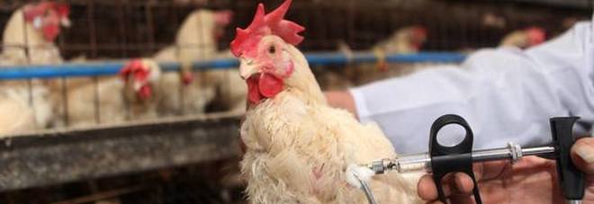 Aviaria, scoperti nuovi focolai ​in due allevamenti: scatta l'allarme Aviaria, scoperti nuovi focolai ​in due allevamenti: scatta l'allarme