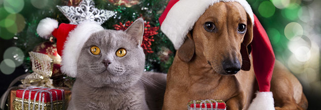 Paura dei botti, i consigli per mettere in sicurezza i vostri cani e gatti Paura dei botti, i consigli per mettere in sicurezza i vostri cani e gatti