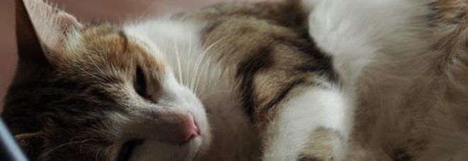 Getta il gatto del vicino dalla finestra e lo uccide, andrà a processo Getta il gatto del vicino dalla finestra e lo uccide, andrà a processo