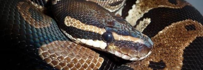 Falcia l'erba e si trova
faccia a faccia
con un pitone lungo 8 metri