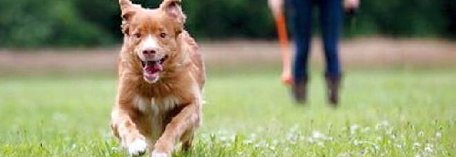 Cani e sigarette banditi dai parchi cittadini: sanzioni fino a 500 euro Cani e sigarette banditi dai parchi cittadini: sanzioni fino a 500 euro