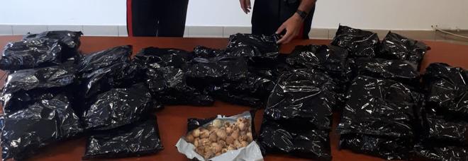 La droga sequestrata dai carabinieri ad Aprilia La droga sequestrata dai carabinieri ad Aprilia