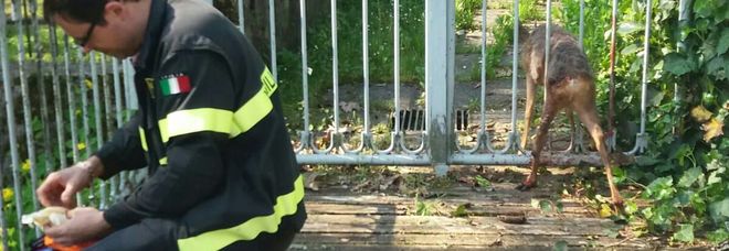 Capriolo si incastra nella ringhiera di una casa, liberato dalle guardie Capriolo si incastra nella ringhiera di una casa, liberato dalle guardie