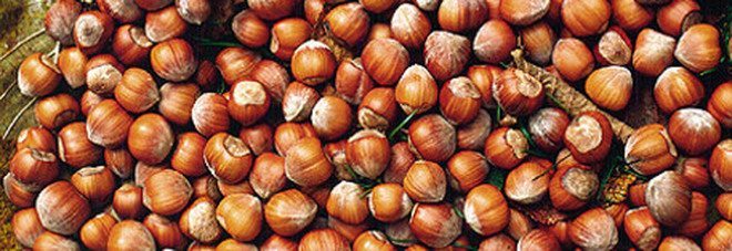 Loacker cerca in Friuli le nocciole per la produzione dei celebri wafer Loacker cerca in Friuli le nocciole per la produzione dei celebri wafer