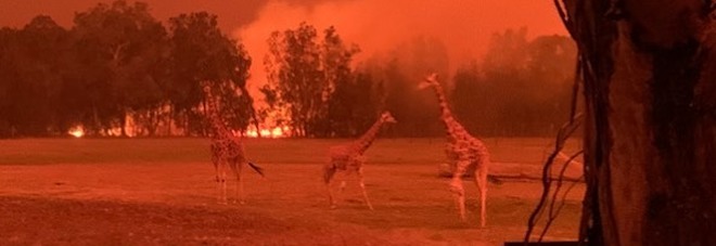 Lo zoo di Mogo è devastato dagli incendi ma lo staff mette eroicamente in salvo tutti gli animali