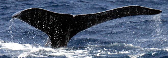 La balena fa un balzo, la barca da pesca vola in aria per diversi metri La balena fa un balzo, la barca da pesca vola in aria per diversi metri