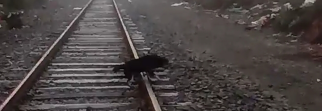 Cane incatenato ai binari, il macchinista ferma il treno appena in tempo