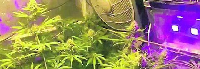 Assolti per la cannabis nello shop: «Non è reato»