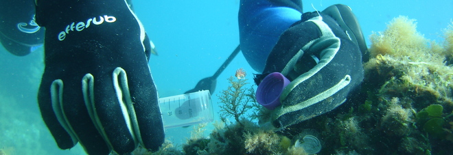 Sub mentre prende la lumaca di mare Sub mentre prende la lumaca di mare