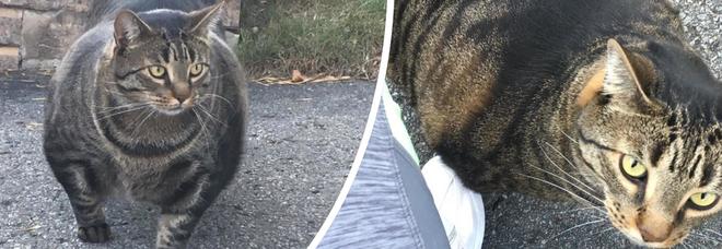 Il gatto muscoloso diventato una star del web: migliaia di account e meme dedicati Il gatto muscoloso diventato una star del web: migliaia di account e meme dedicati