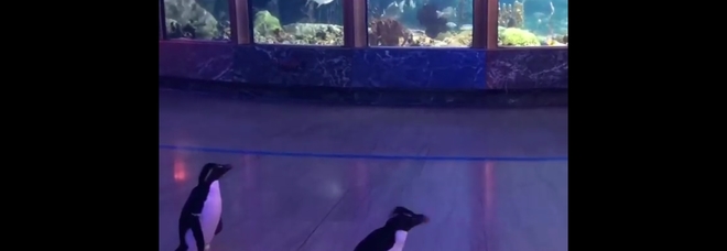I pinguini a spasso (immagini pubblicate da Shedd Aquarium su Fb) I pinguini a spasso (immagini pubblicate da Shedd Aquarium su Fb)
