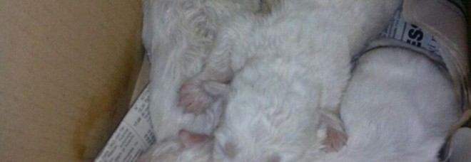 Quindici cuccioli morti per avvelenamento: la denuncia choc