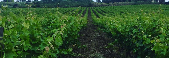 Fattoria Manostalla, terra e cultura di Sicilia