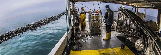 Che emozioni quel vino
lasciato ad affinare
tra le onde dell'Adriatico