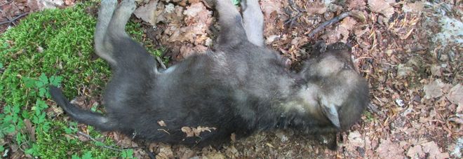 Cucciolata di lupi morti: uccisi da un animale selvatico Cucciolata di lupi morti: uccisi da un animale selvatico