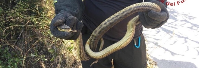 Trovano un serpente nel garage: paura in via Monte Faito