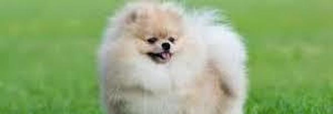 Coronavirus, morto il cane "positivo" di Hong Kong. Era stato liberato dalla quarantena