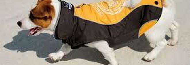 Droga nel cappottino
del cane e spaccio nell'area
riservata agli animali