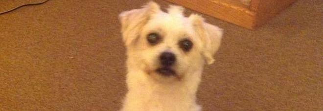 Chico, il cagnolino di 18 anni sepolto vivo perché non andava d'accordo con il nuovo gatto di casa Chico, il cagnolino di 18 anni sepolto vivo perché non andava d'accordo con il nuovo gatto di casa