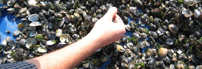 Vongole veraci morte Vongole veraci morte
