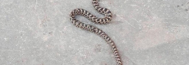 Scambiato per una vipera e ucciso
ma era un serpente innocuo. E protetto Scambiato per una vipera e ucciso
ma era un serpente innocuo. E protetto