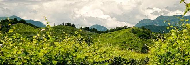 I cambiamenti climatici e la difesa dell’agricoltura: esperti a confronto I cambiamenti climatici e la difesa dell’agricoltura: esperti a confronto