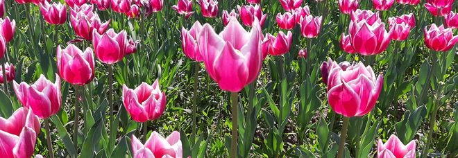Tulipani, un milione di fiori alle porte di Roma: ecco come perdersi fra 79 varietà Tulipani, un milione di fiori alle porte di Roma: ecco come perdersi fra 79 varietà