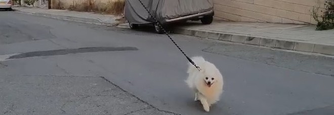 Coronavirus, il cane a passeggio guidato col drone: l'idea del padrone per non violare l'isolamento Coronavirus, il cane a passeggio guidato col drone: l'idea del padrone per non violare l'isolamento